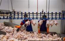 برقراری آرامش در بازار مرغ پس از گذشت ۷ ماه از حذف ارز ترجیحی