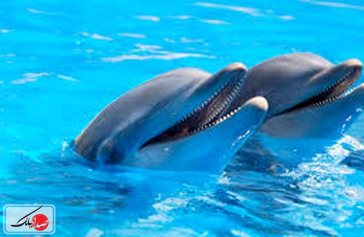 حمایت پتروشیمی نوری از دلفین های خلیج فارس