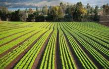 رشد 78 درصدی پرداخت تسهیلات زراعت در بانک کشاورزی