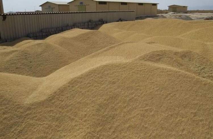 خرید تضمینی ۴.۵ میلیون تن گندم از کشاورزان