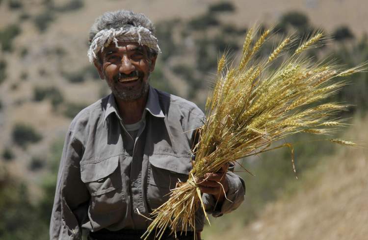 رضایت کشاورزان از رشد ۱۴۳ درصدی نرخ خرید گندم توسط دولت سیزدهم