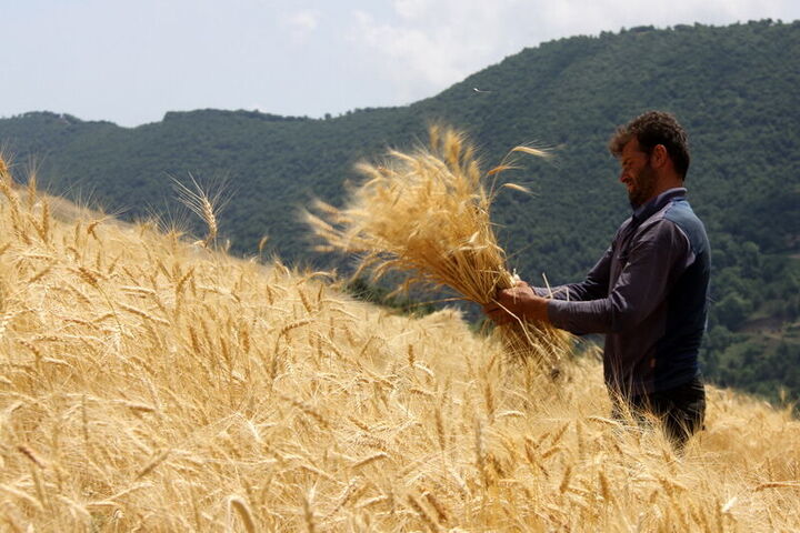 کاهش ۴۰ درصدی واردات گندم با افزایش چشمگیر تولید داخل