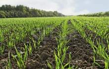 رشد 72 درصدی تسهیلات پرداختی بانک کشاورزی در حمایت از زراعت محصولات بهاره و پاییزه