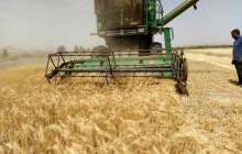 طرح تولید پایدار گندم برای تامین ۱۳.۵ میلیون تن محصول اجرا می شود