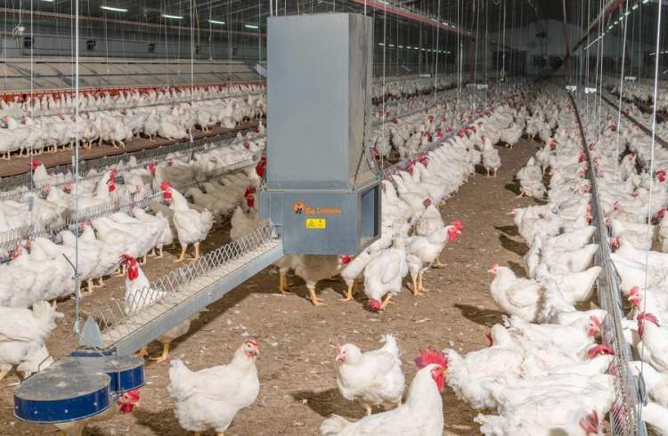 آزادسازی صادرات مرغ با عوارض صفر