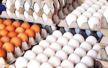 مشکلی در تامین و توزیع تخم مرغ وجود ندارد