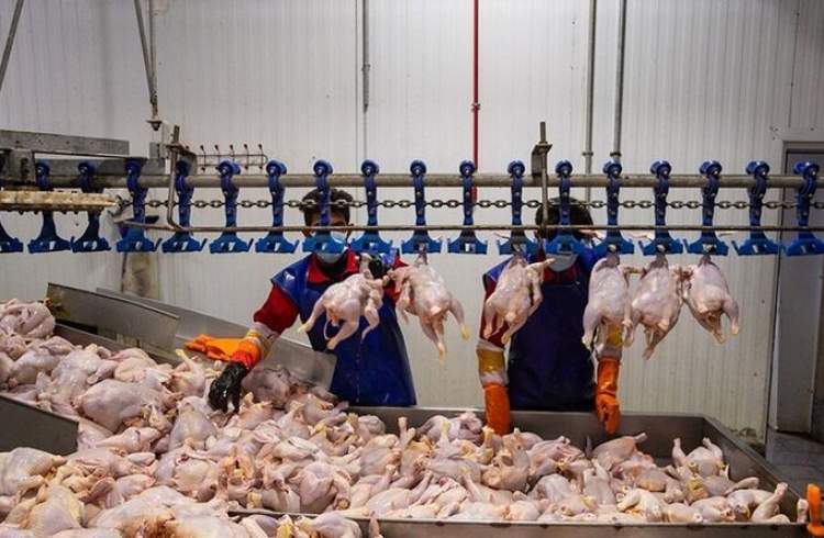 ذخیره سازی گوشت مرغ برای ایام عید نوروز و ماه مبارک رمضان