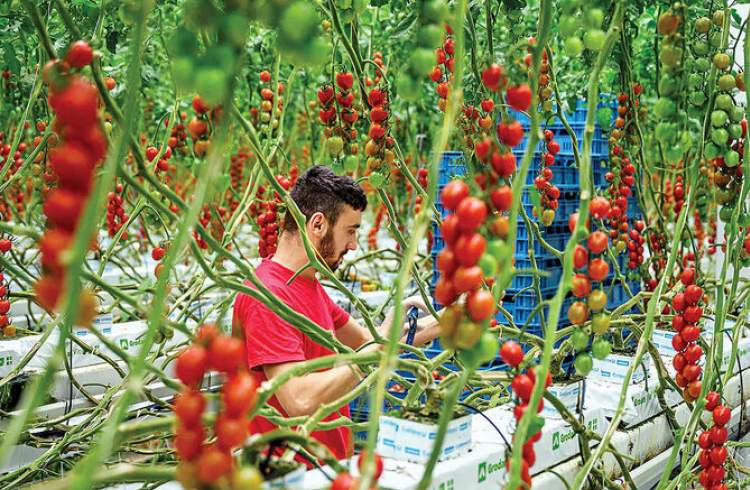 گزارش فائو از نقش مهم ایران در تأمین غذای جهان