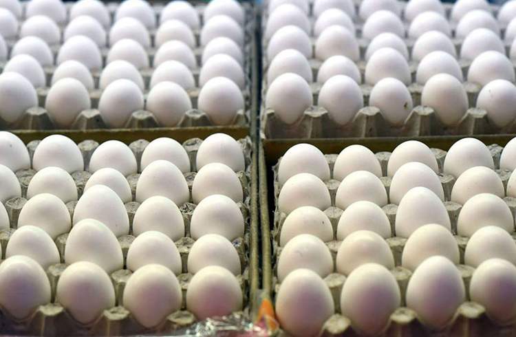 کاهش قیمت تخم مرغ به زیر نرخ مصوب